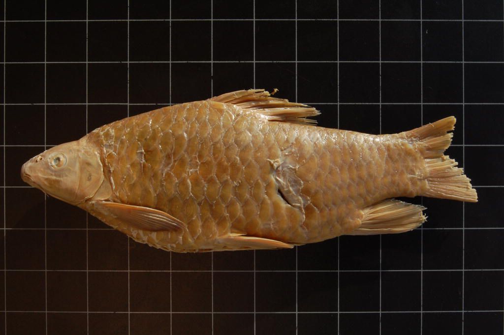 (Varicorhinus Rüppell, 1835) Род ХРАМУЛИ 37 видов